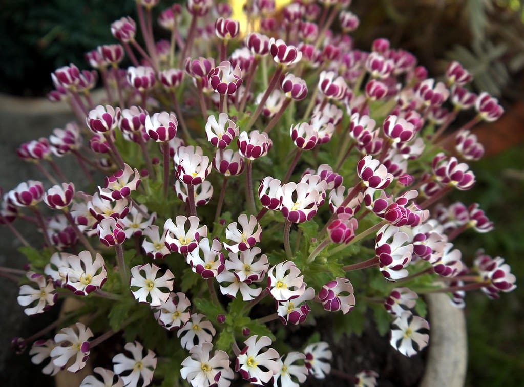 Night Phlox