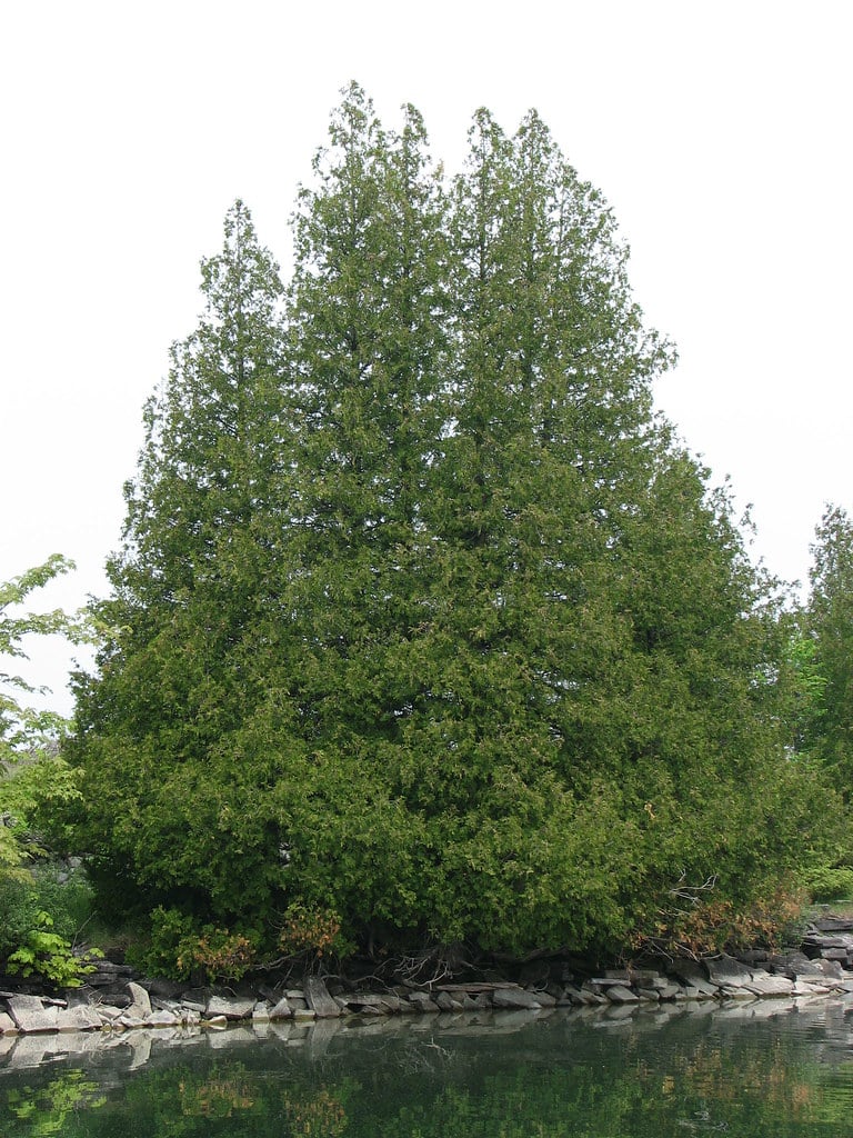 Northern White Cedar Tree