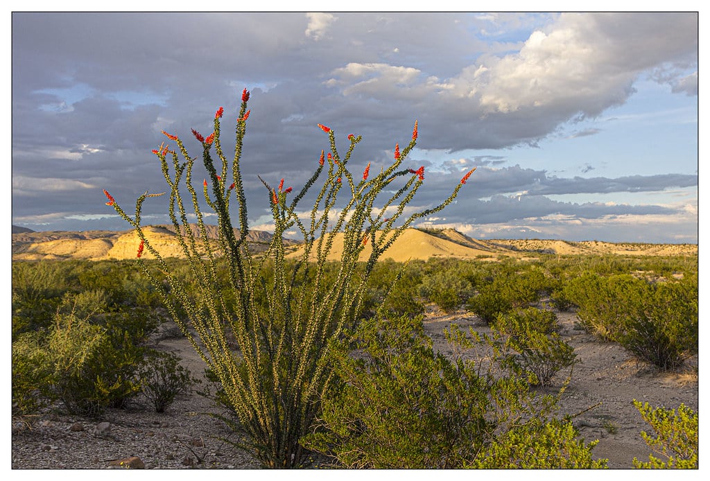 Ocotillo