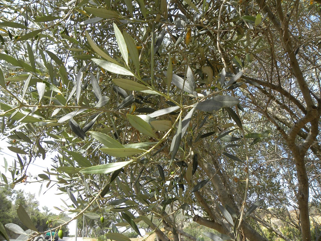 Olive Tree