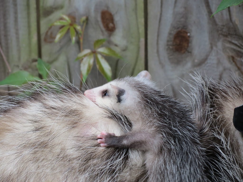 Opossum