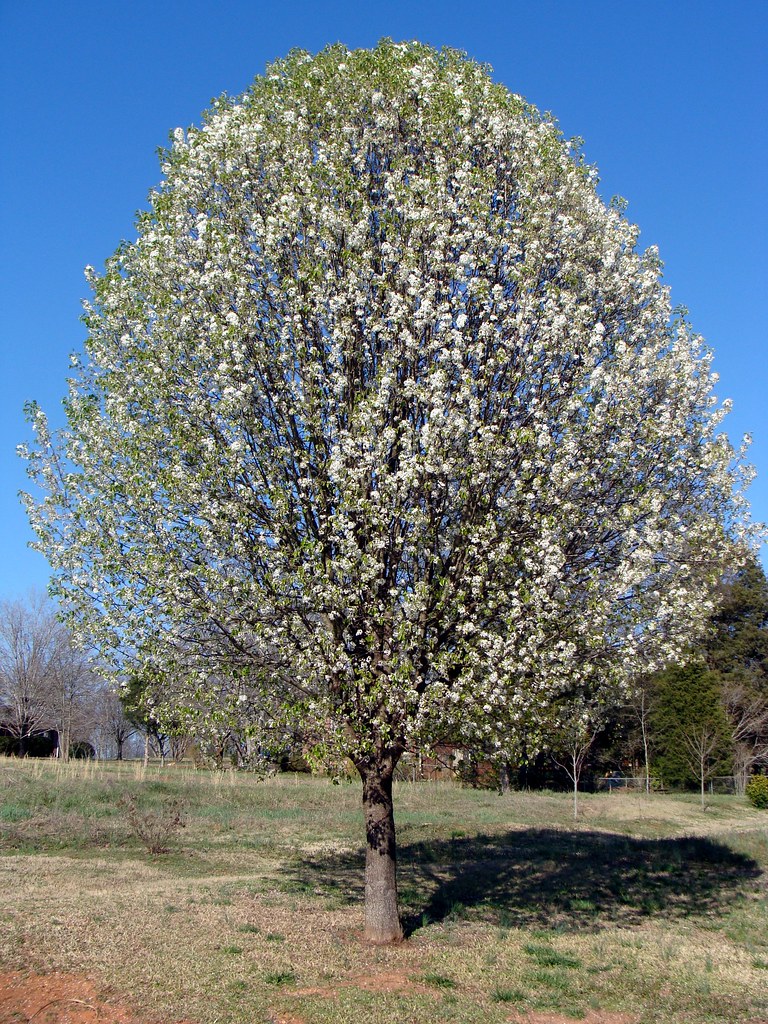 Pear Tree