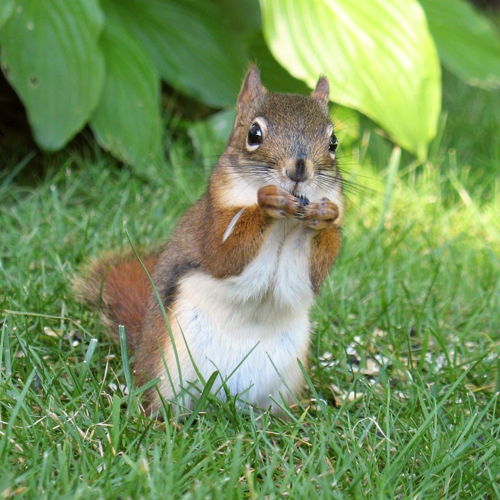 Pine Squirrel