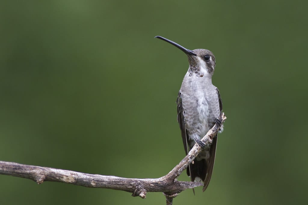 Plain-Capped Starthroat