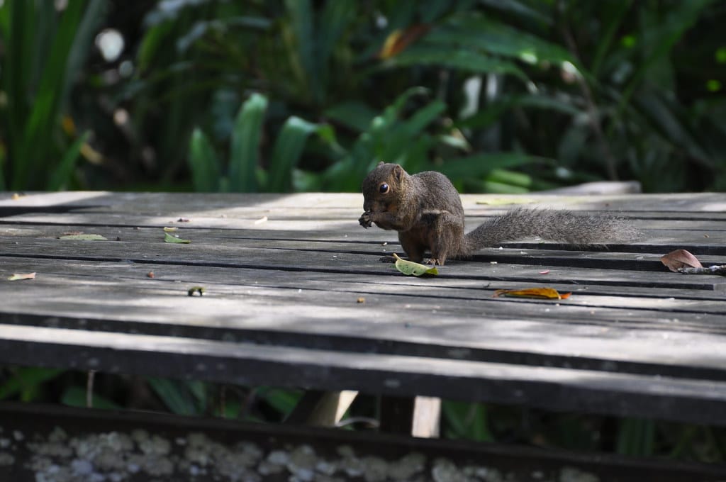 Plantain Squirrel