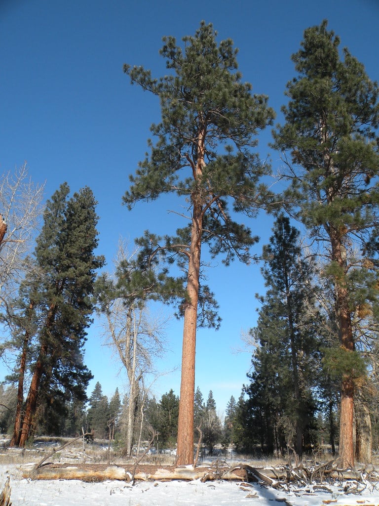 Ponderosa Pine