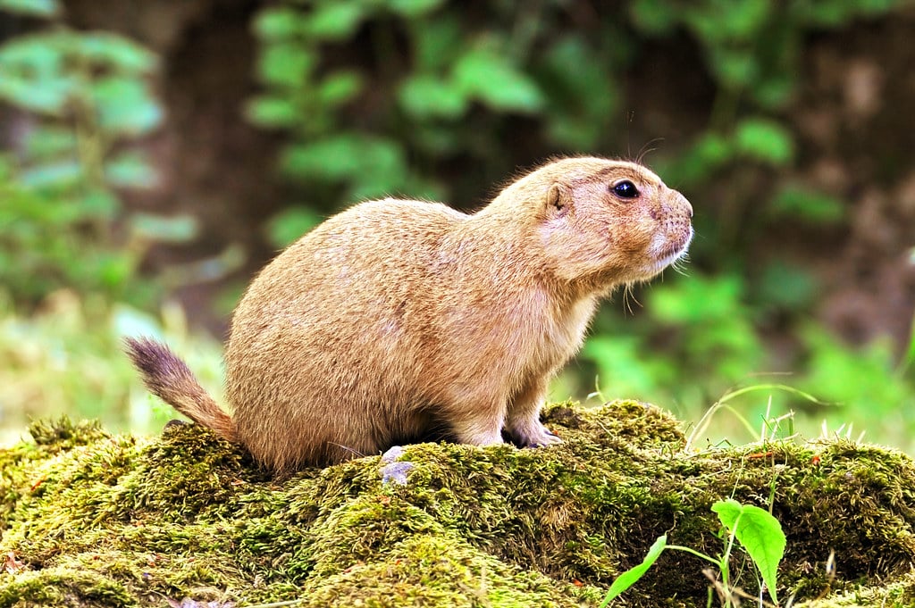 Prairie dogs