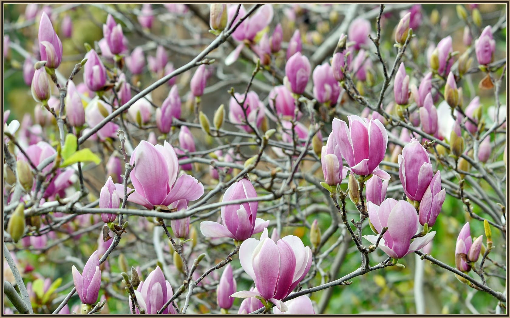 Purple Magnolia Tree