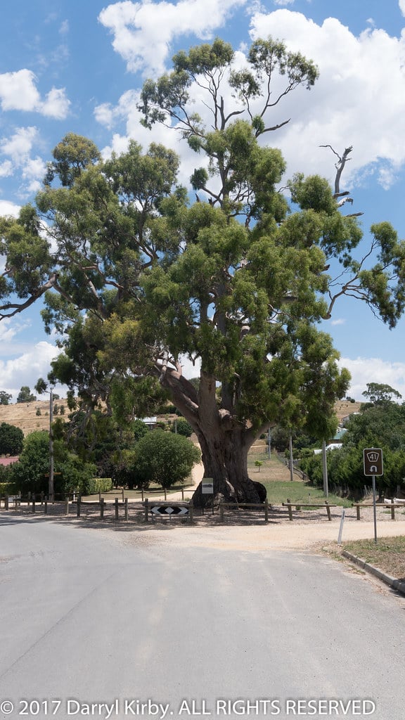 River Red Gum Tree