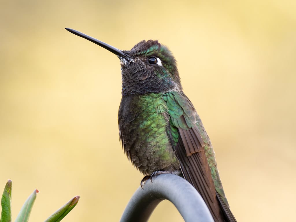 Rivoli’s Hummingbird