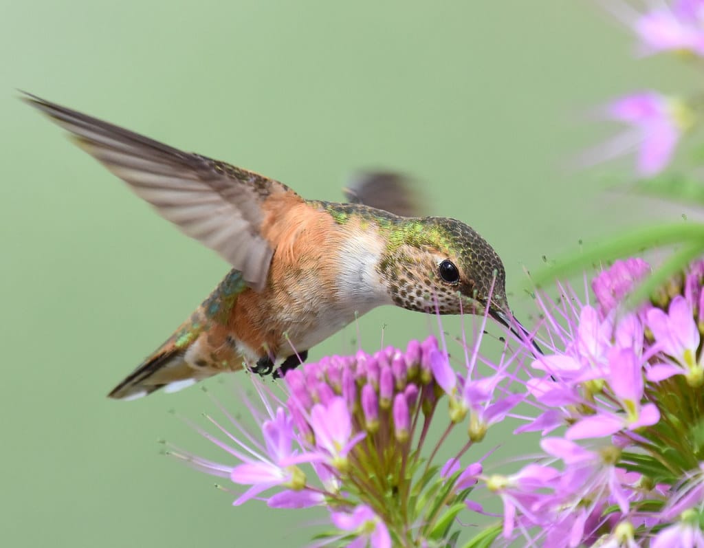 Rufous Hummingbird