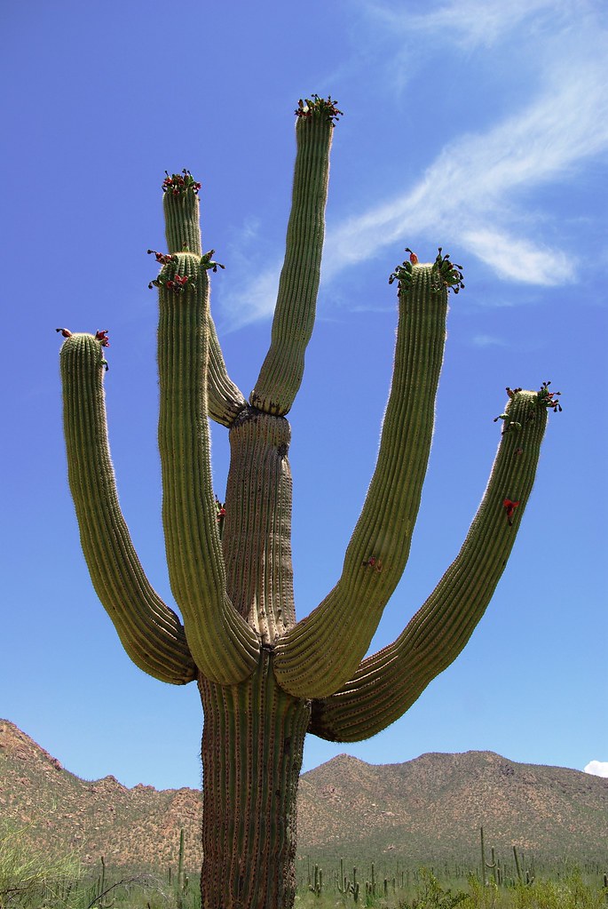 Saguaro Cactus