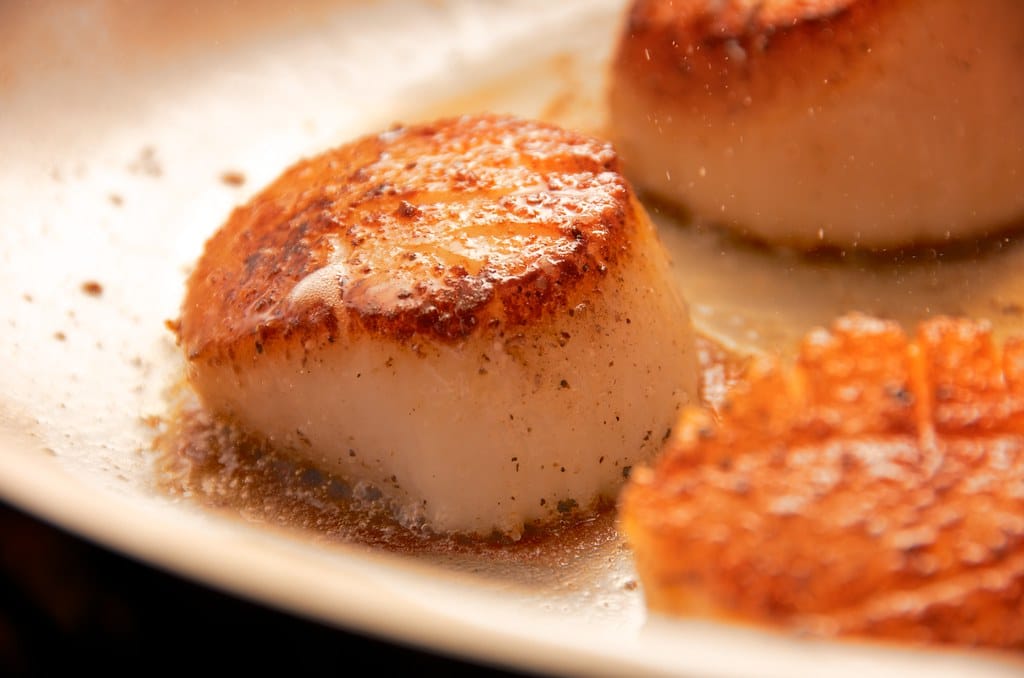 Scallop