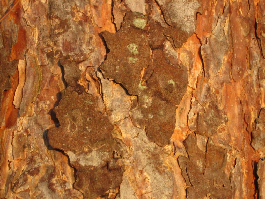 Scots Pine Tree Bark