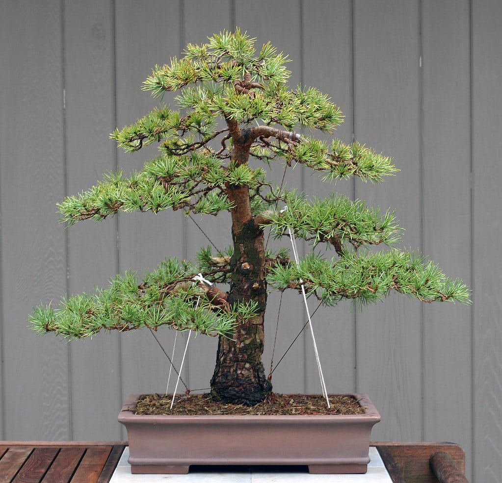 Scots Pine