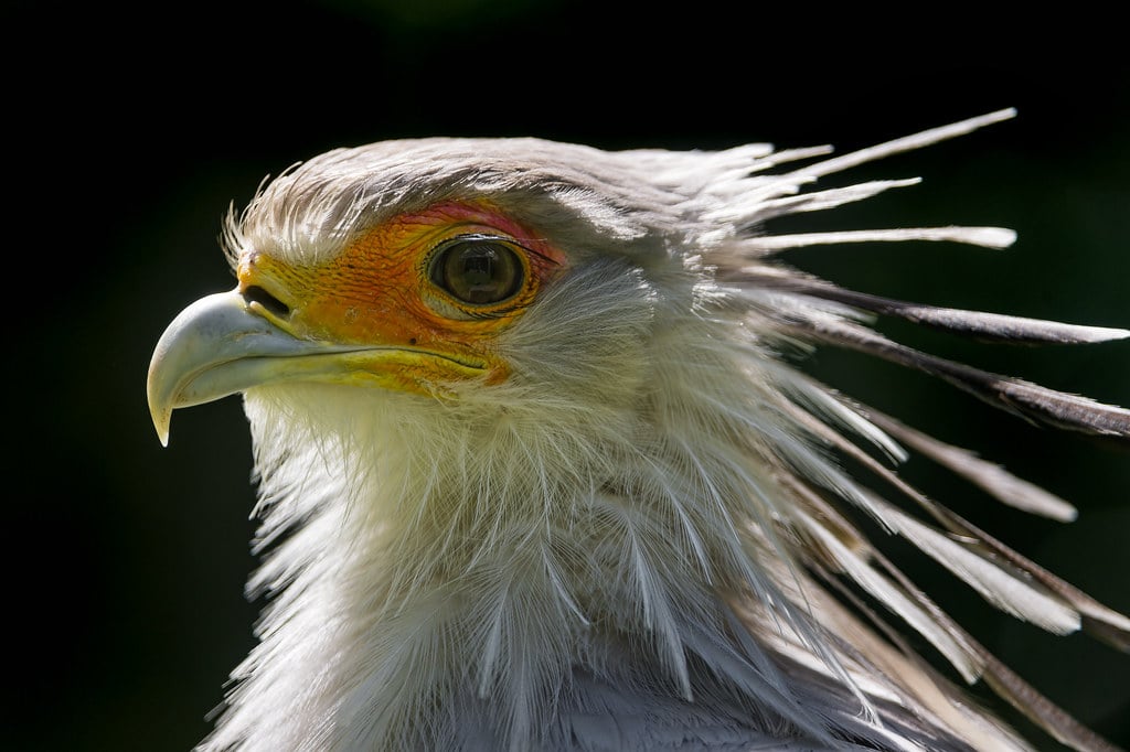 Secretary Bird