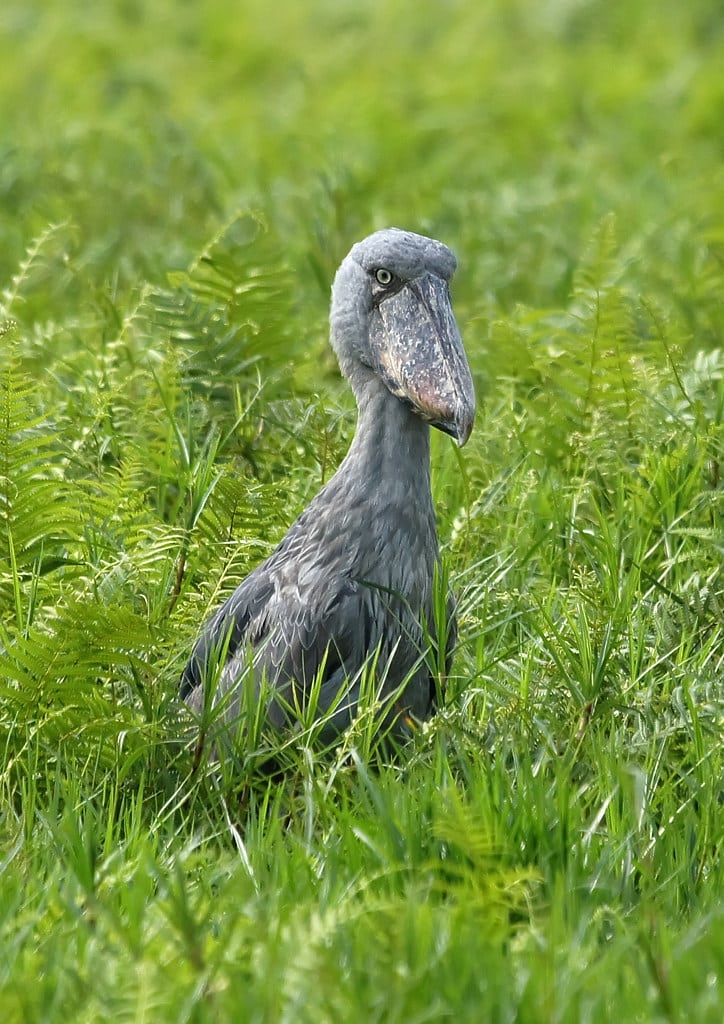 Shoebill