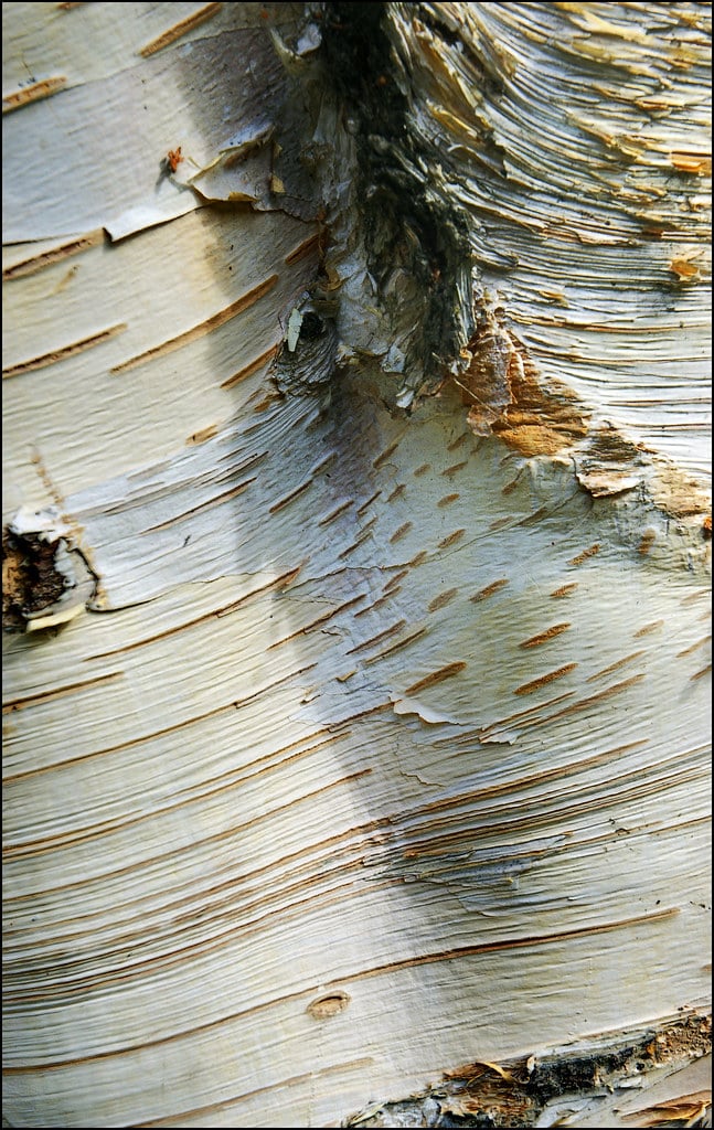 Silver Birch Bark