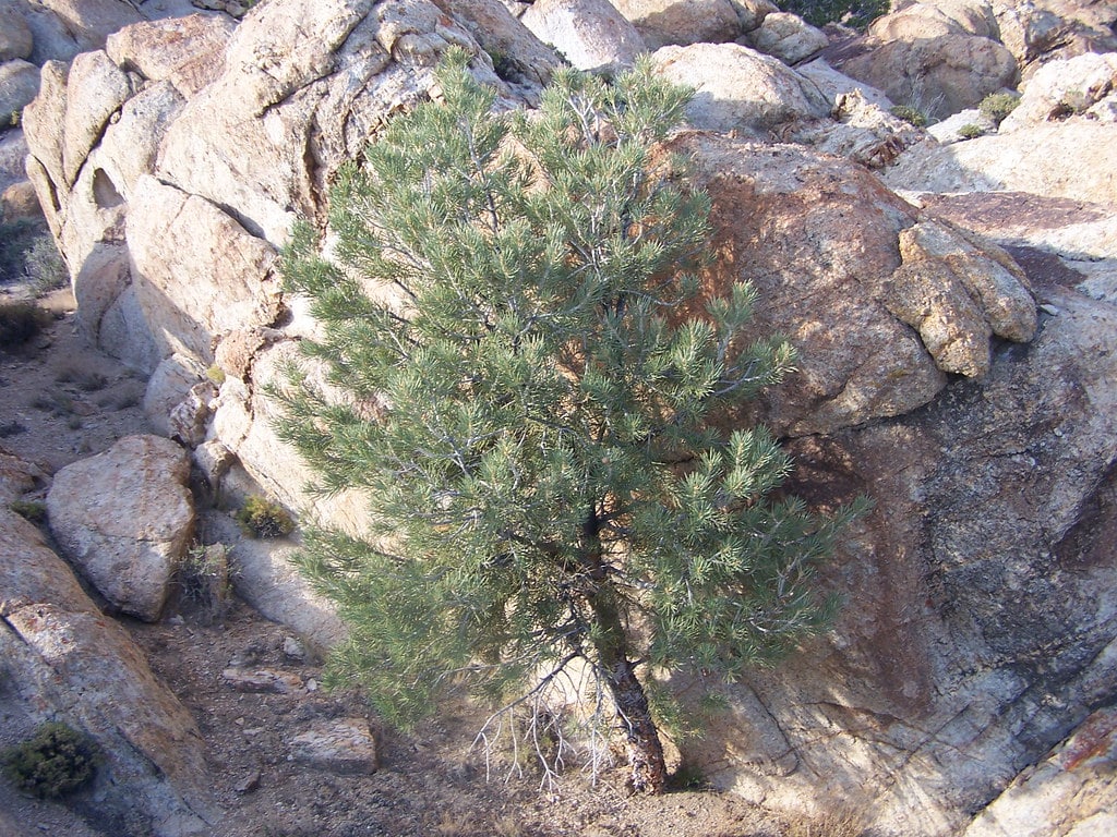 Single-Leaf Pinyon Pine