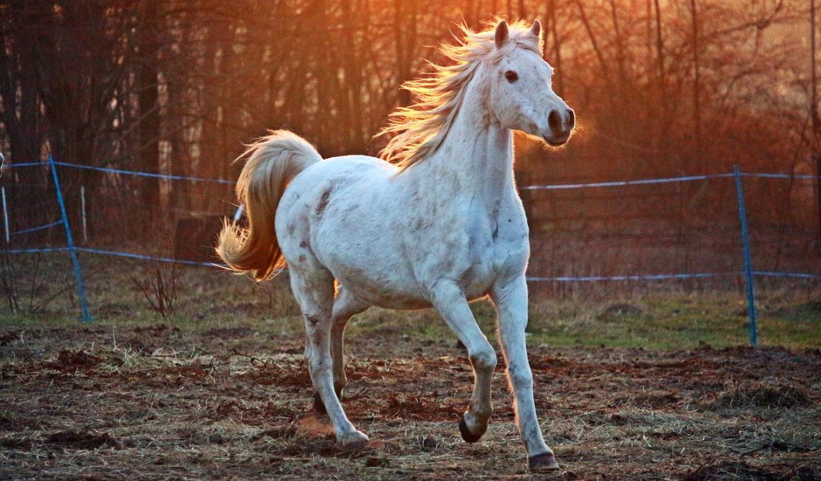 Spanish Horse Breeds