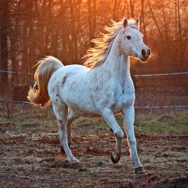 Spanish Horse Breeds