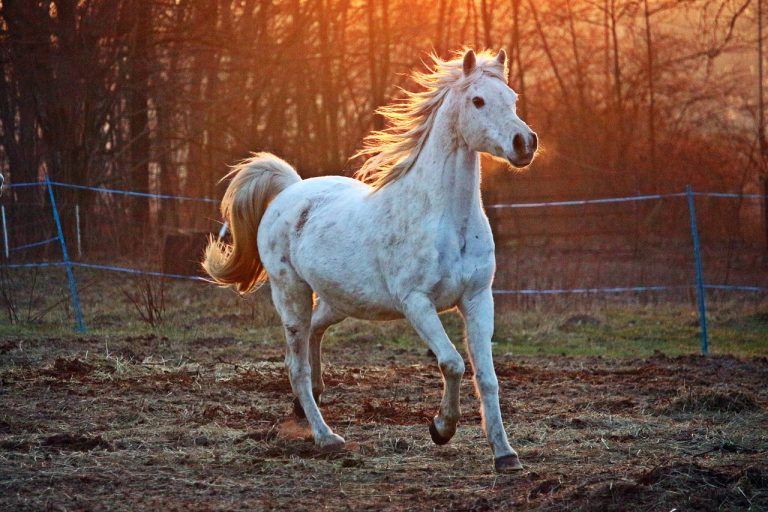Spanish Horse Breeds