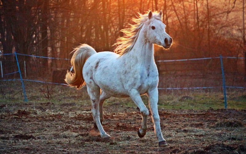 Spanish Horse Breeds