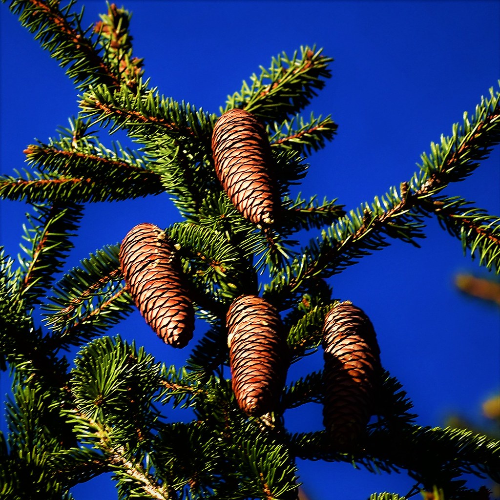 Spruce Tree