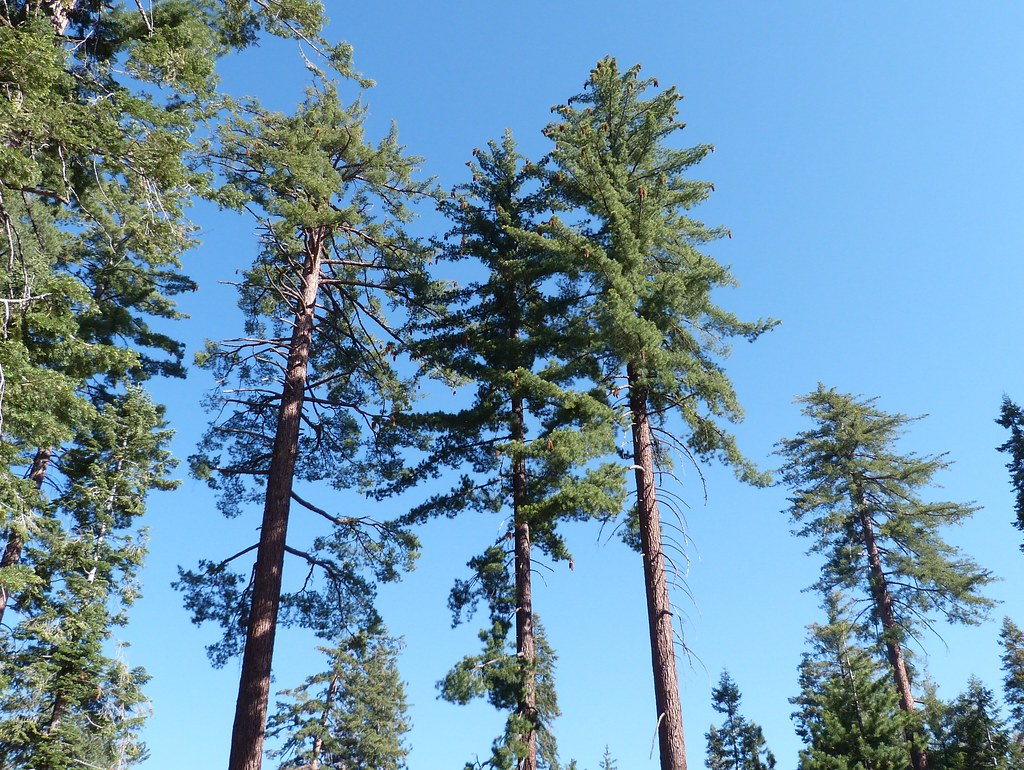 Sugar Pine