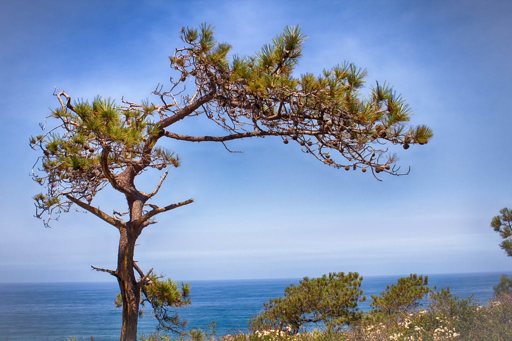 Torrey Pine