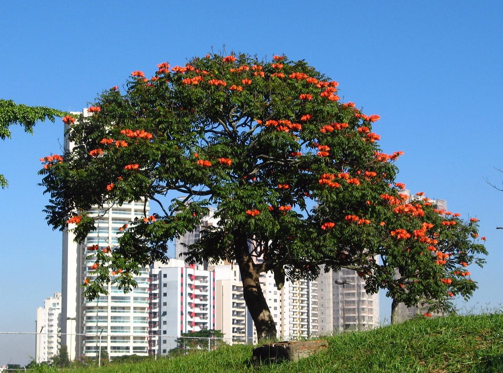 Tulip Tree