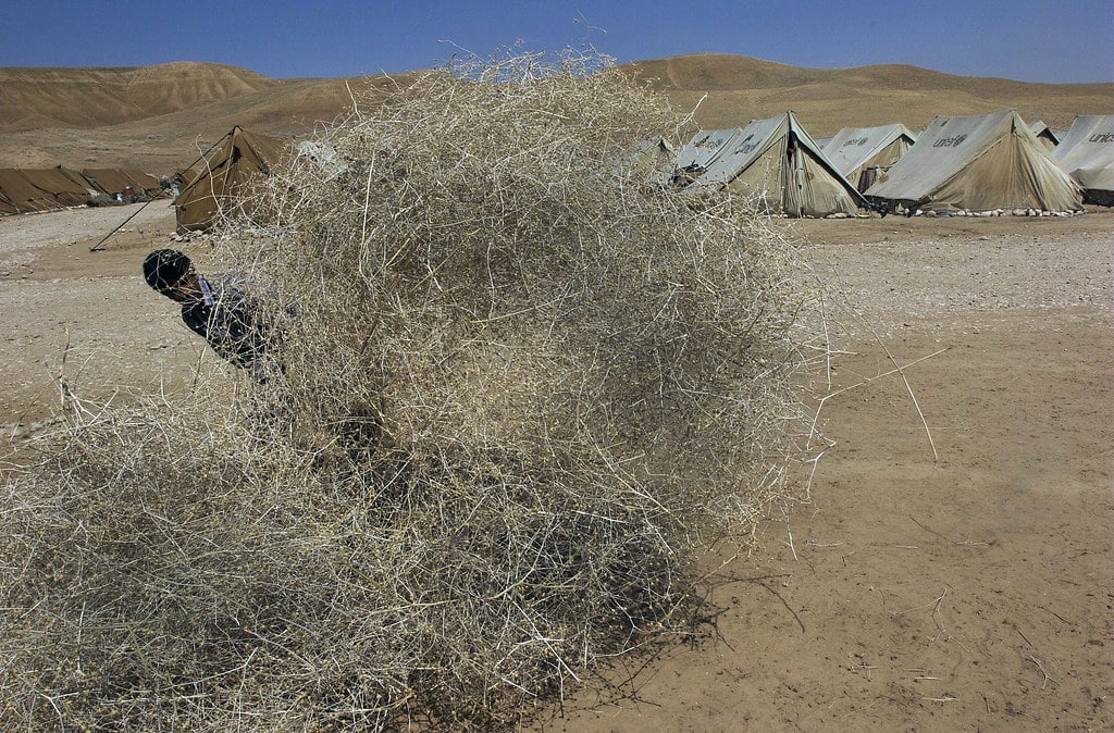 Tumbleweed