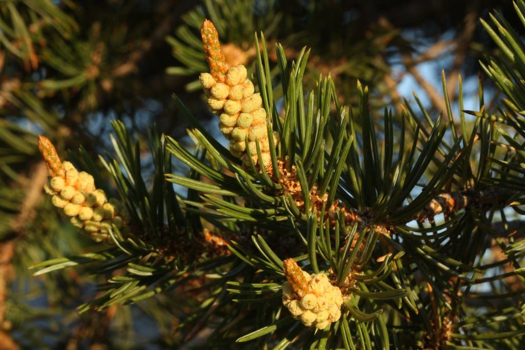 Two-needle Pinyon Pine