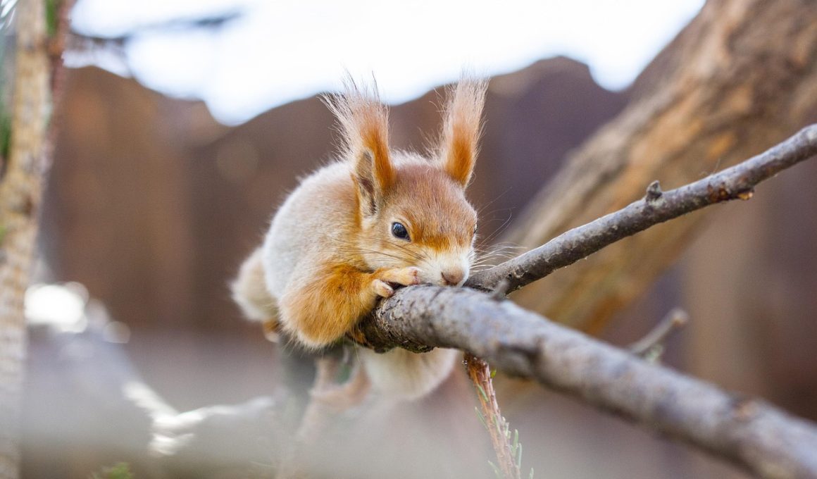 Types of Squirrels