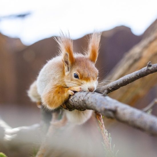 Types Of Geckos 15 Best Gecko Species To Have As Pets types-of-geckos-15-best-gecko-species-to-have-as-pets