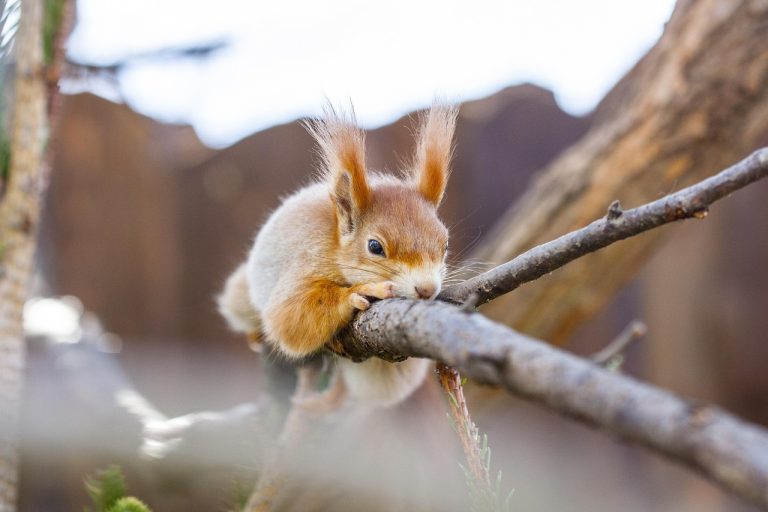 Types of Squirrels