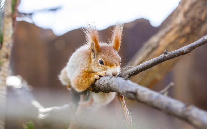 Types of Squirrels