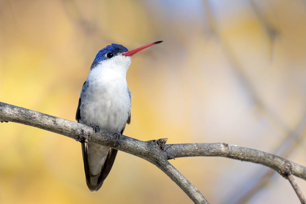 Violet-Crowned Hummingbird