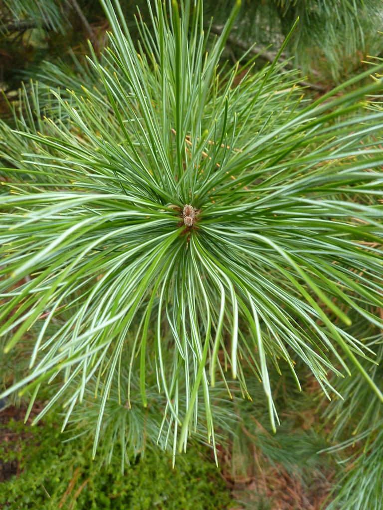 Western White Pine