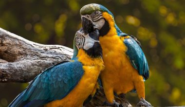 What Animal Mates for Life