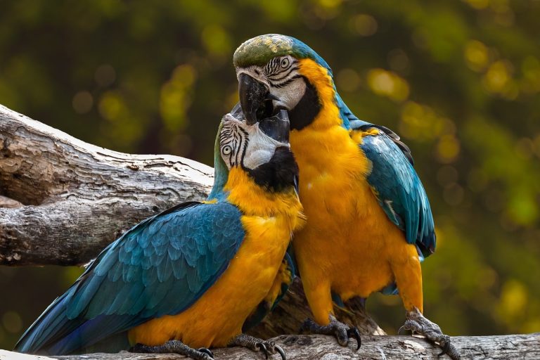 What Animal Mates for Life