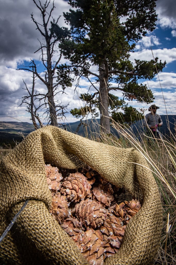 Whitebark Pine