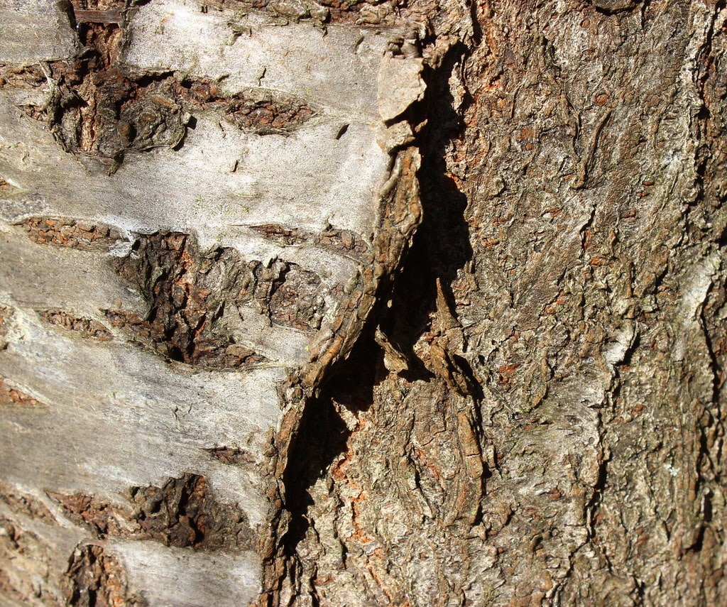 Wild Cherry Bark