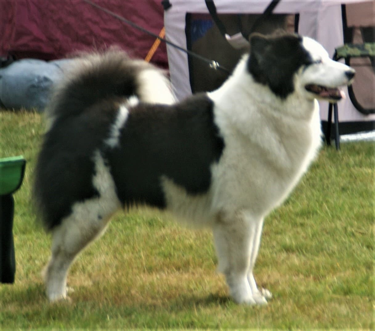 Yakutian Laika