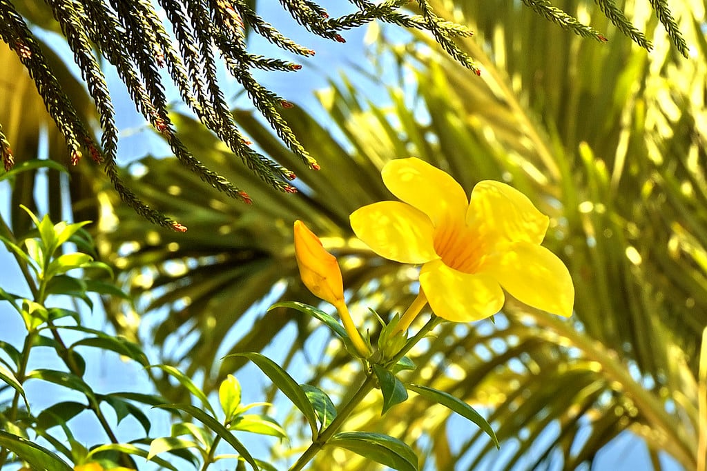 Yellow Bells