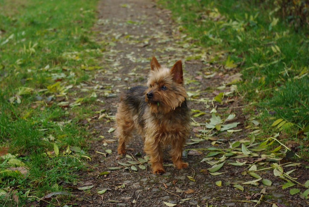 Yorkshire Terrier