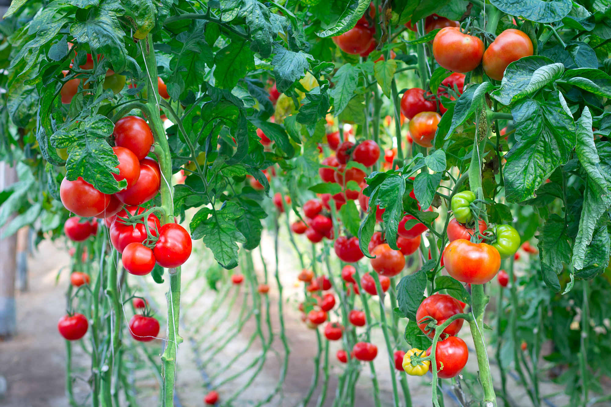 Plants To Grow With Tomatoes 