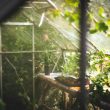 How to Clean Greenhouse Plastic