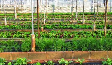 How to Cool an Indoor Greenhouse