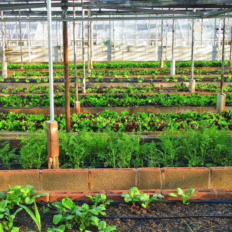 How to Cool an Indoor Greenhouse